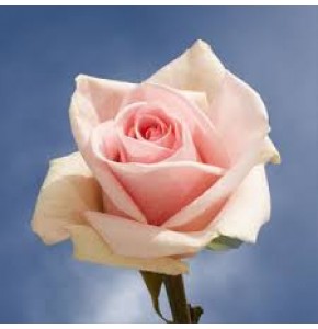 ΤΡΙΑΝΤΑΦΥΛΛΑ ΣΟΜΟΝ 60εκ. ROSEN  PINK CHAMPAIGN 60cm